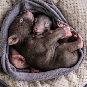 Meet your Posher, Elizabeth